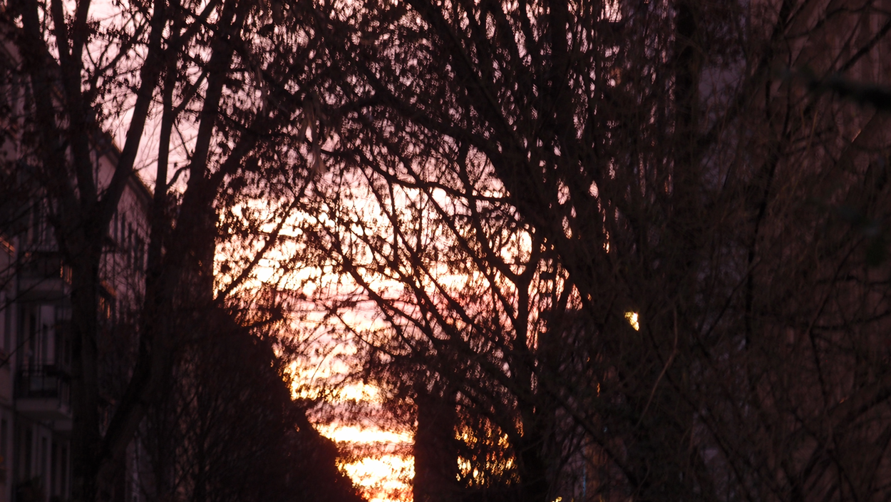 2019-12-11 Spatzen II (Fieldrecording Video)